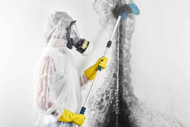 Best Attic Mold Removal  in Arthurdale, WV
