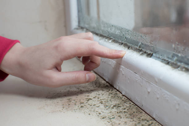 Arthurdale, WV Mold Removal Company