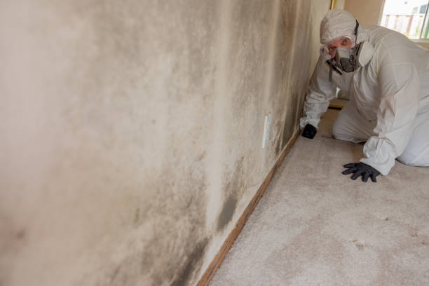 Best Mold Documentation for Insurance Claims  in Arthurdale, WV